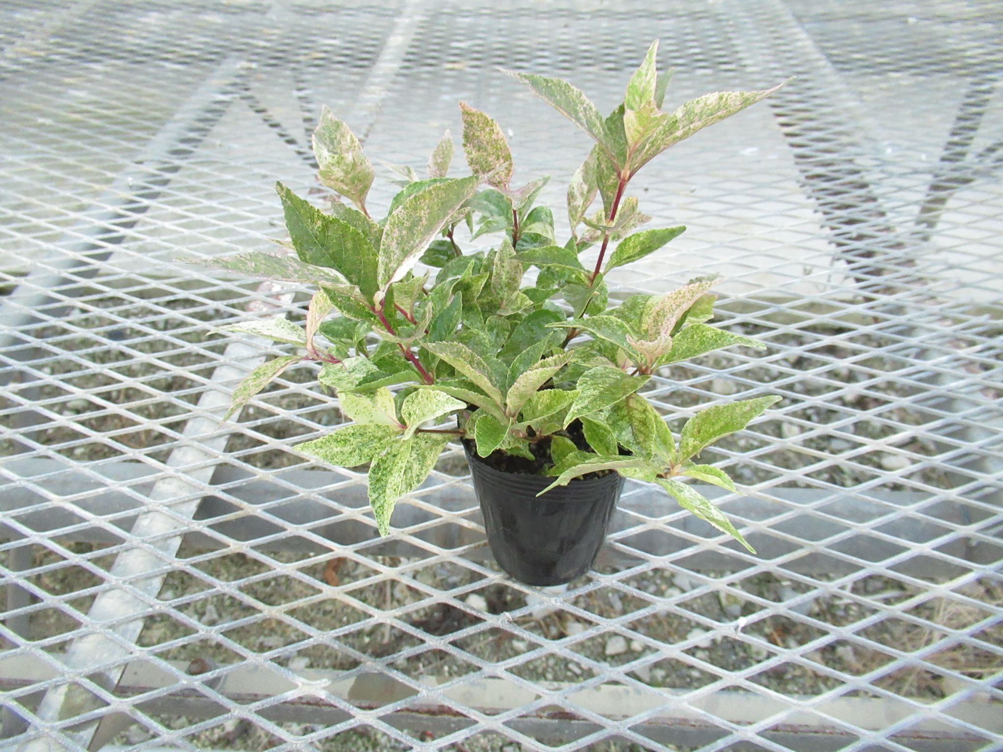 callicarpa001