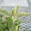 callicarpa001