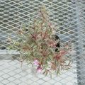 gaura001