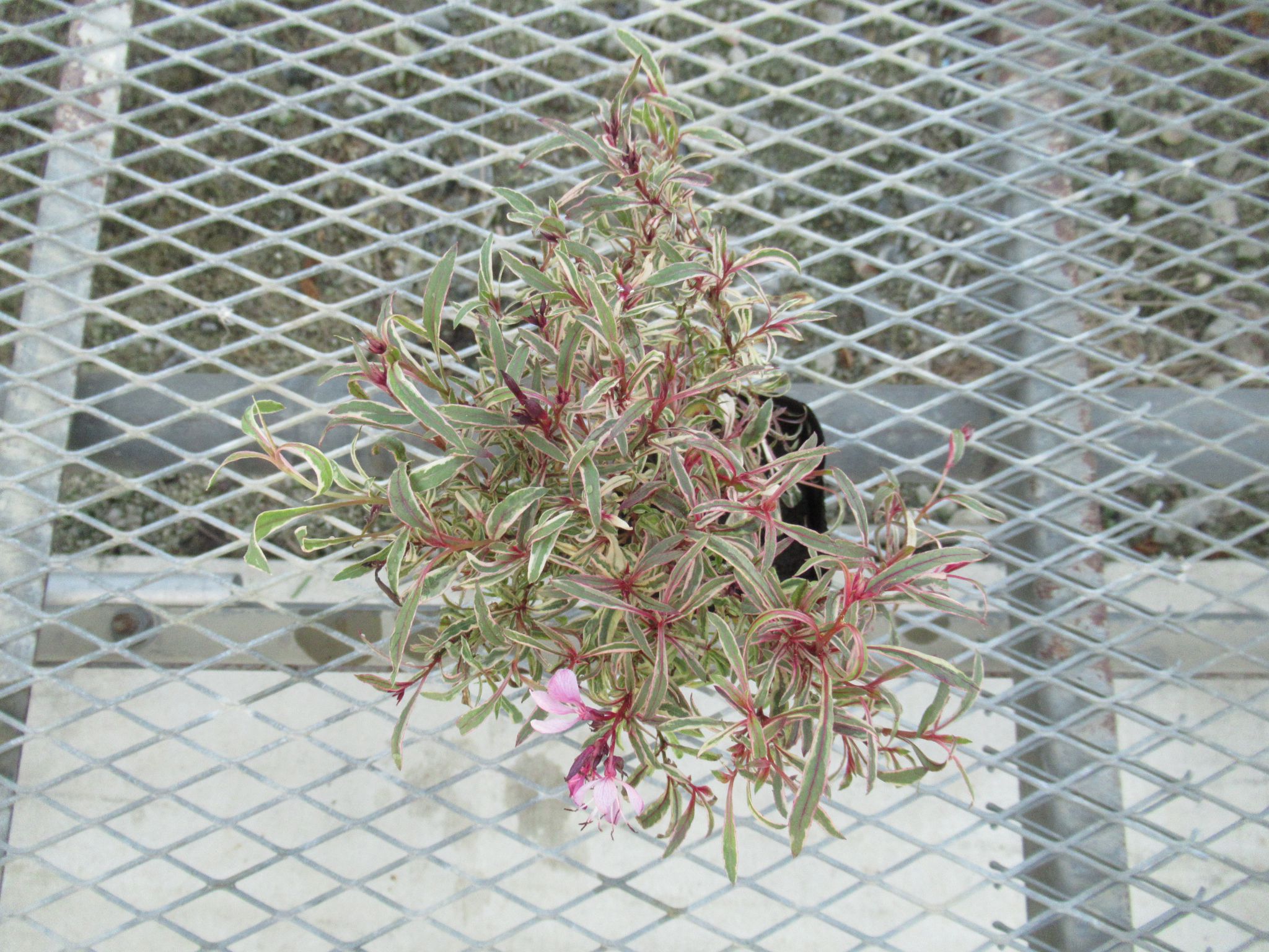斑入りガウラ レインボープチ Plant Plants