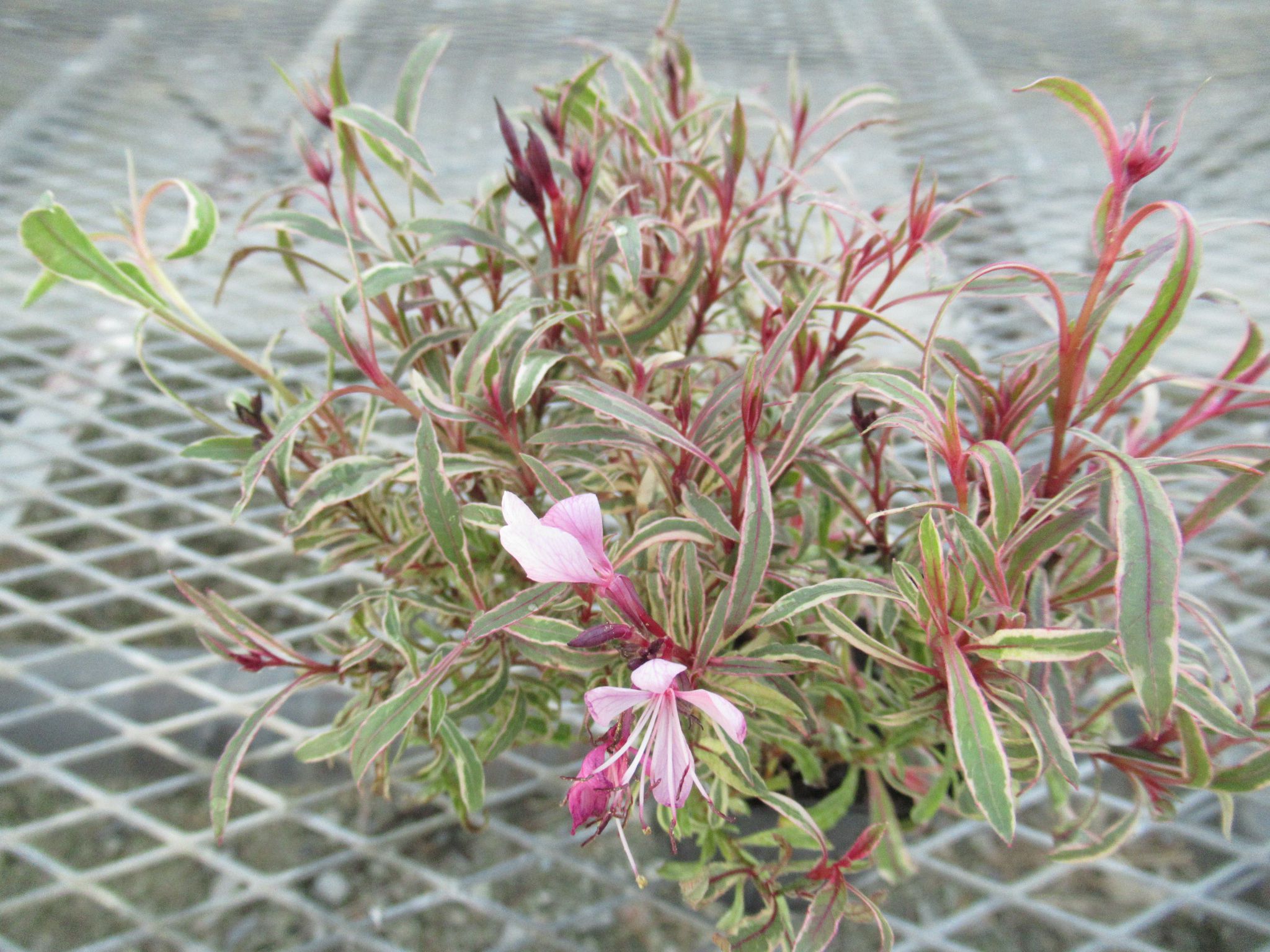 gaura001