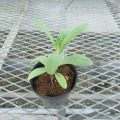 scabiosa001