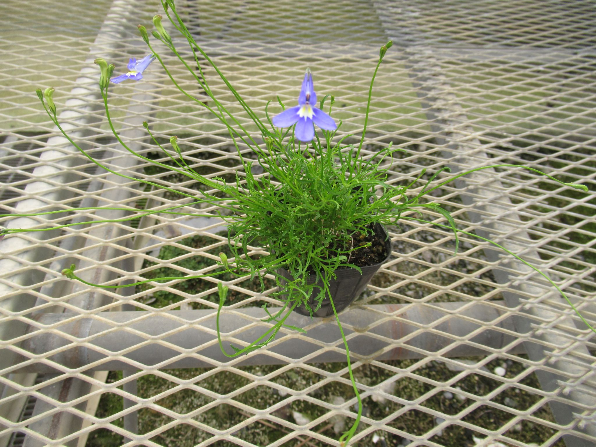 lobelia001