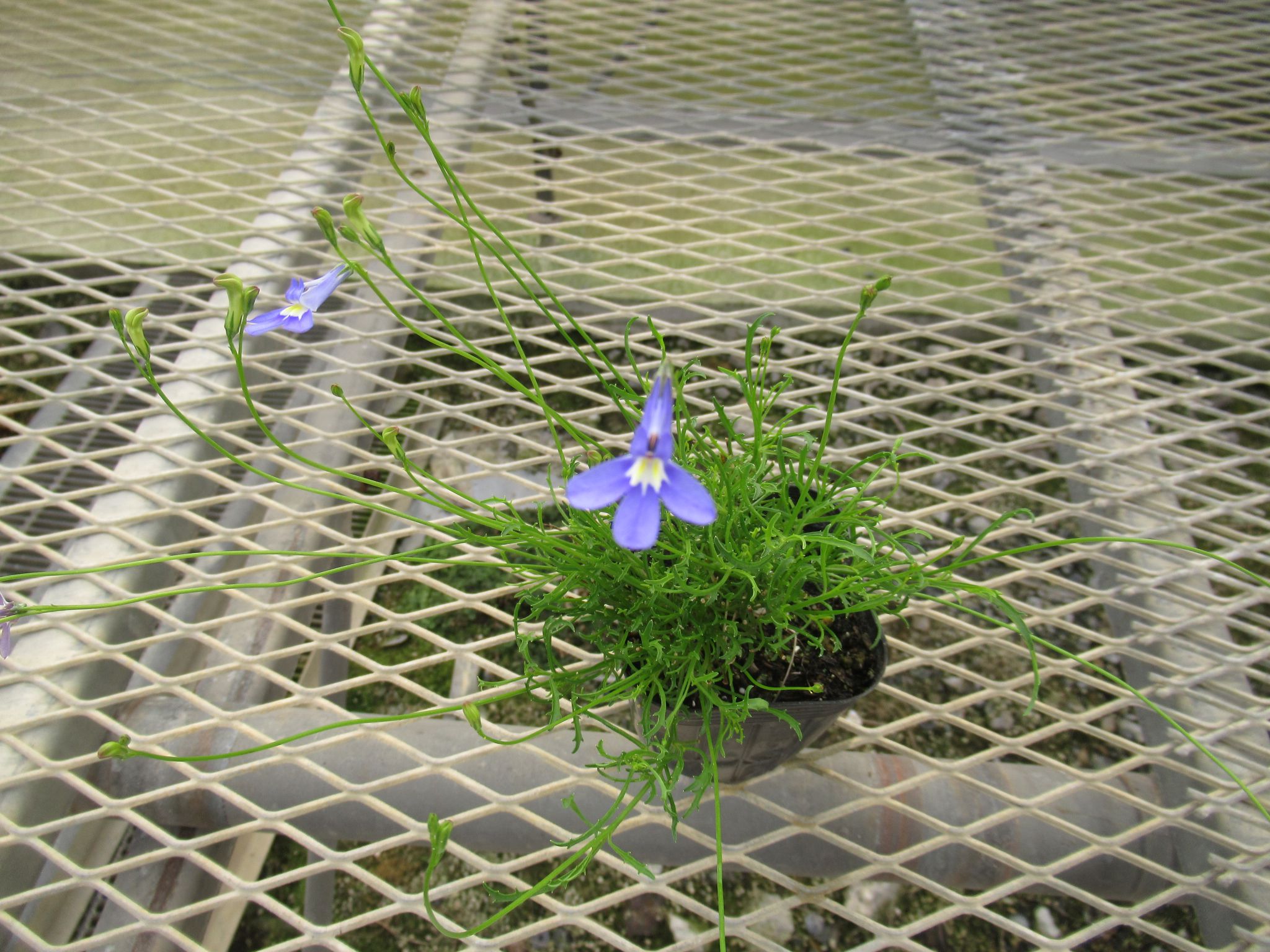 lobelia001