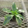 erymgium002