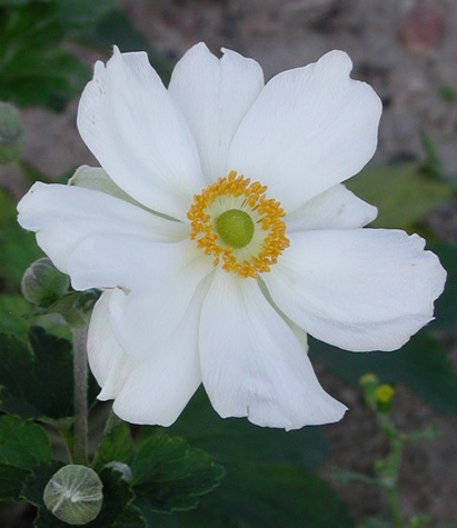 anemone002