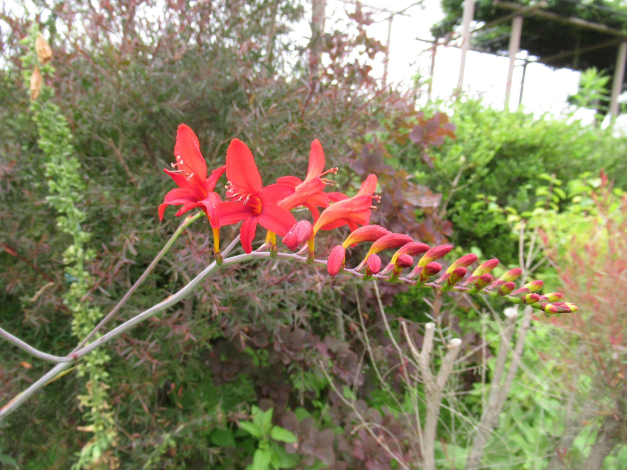 crocosmia002