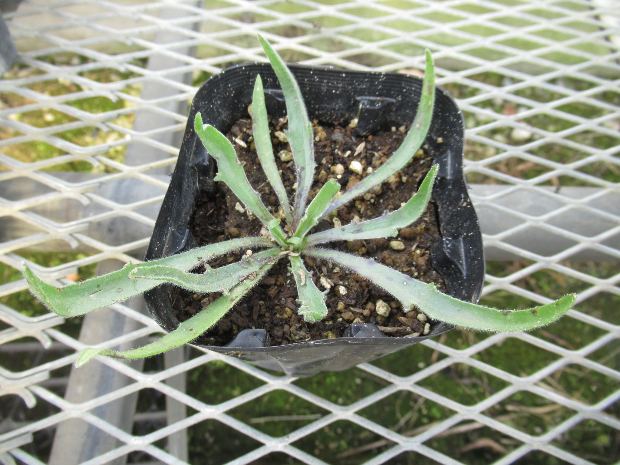 catananche001