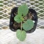 alcea002