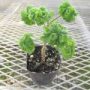pelargonium003