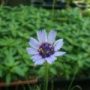 catananche001