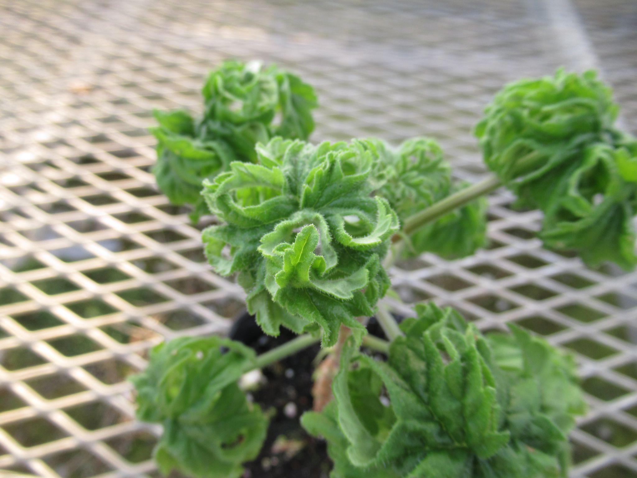 pelargonium003