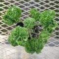 pelargonium003