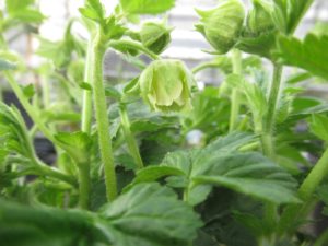 白花のゲウム リバレ