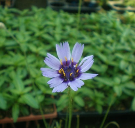 catananche001
