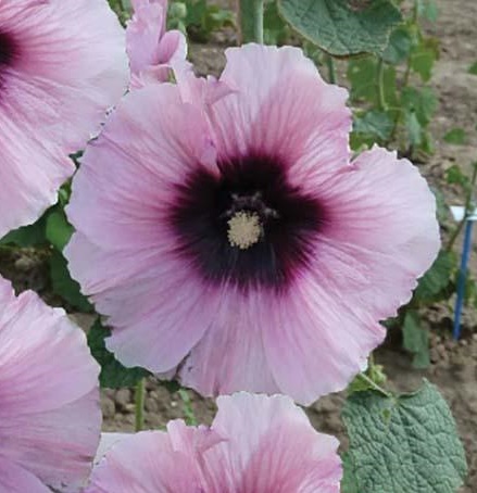 alcea002