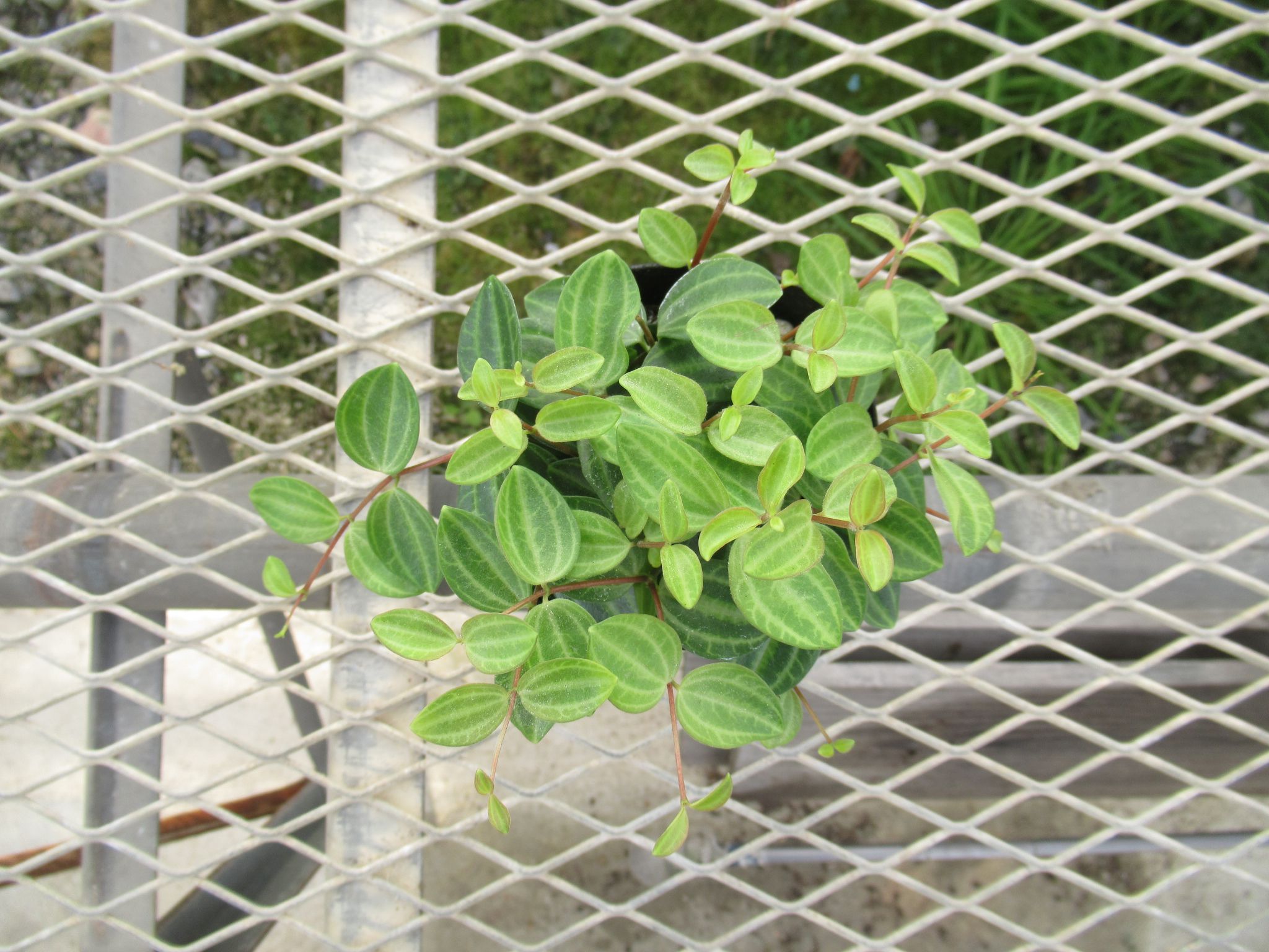 peperomia002