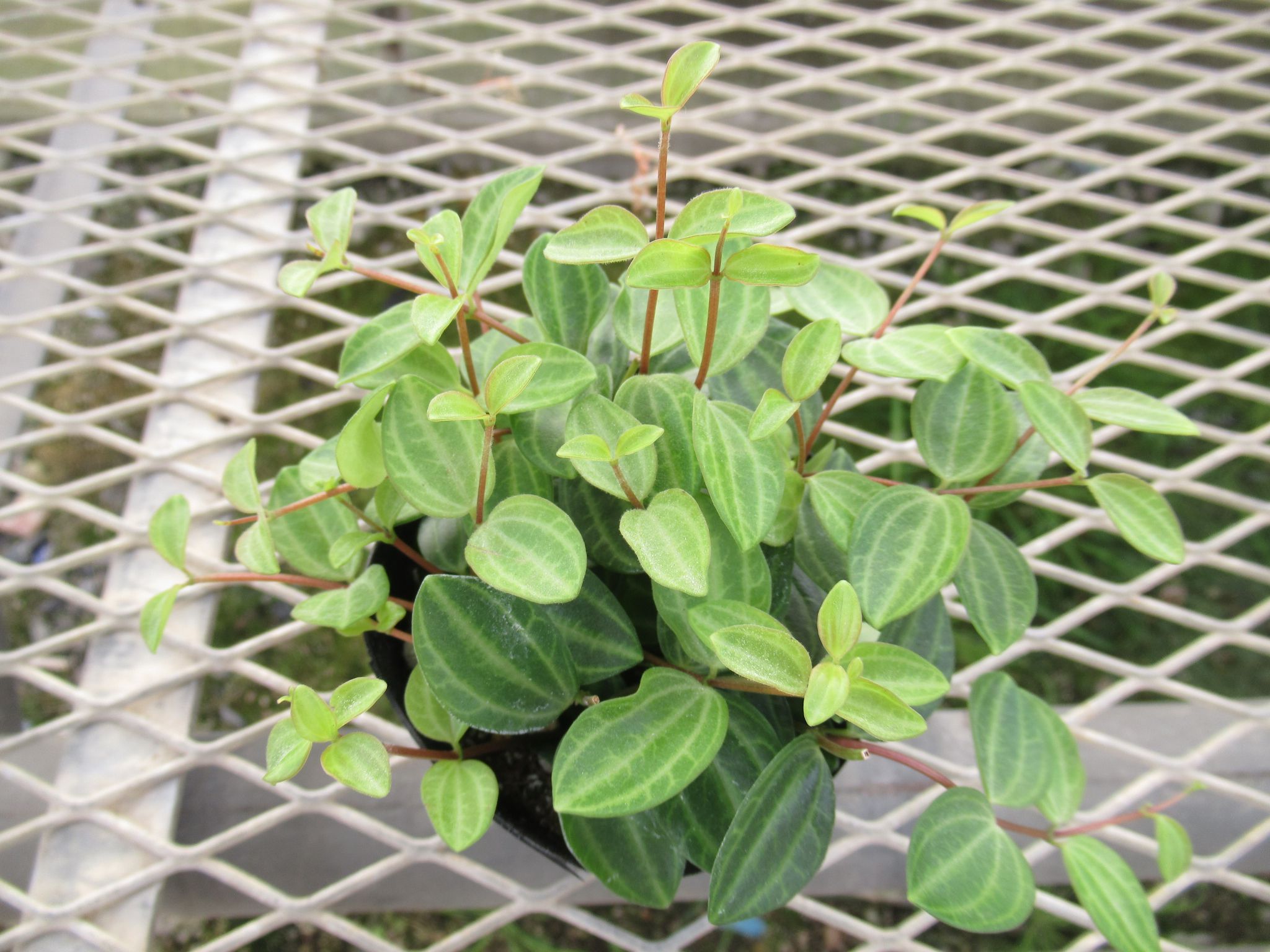 peperomia002