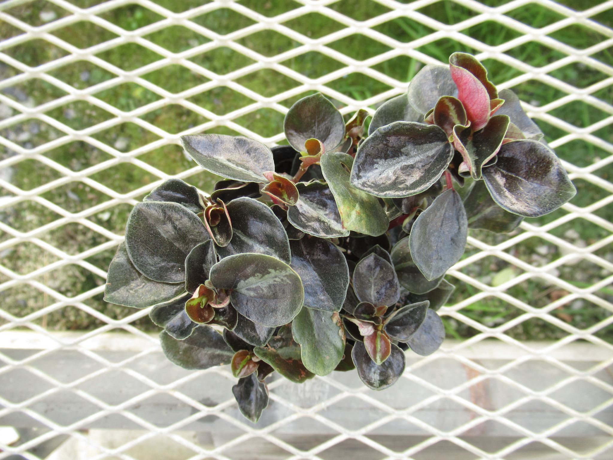 peperomia004