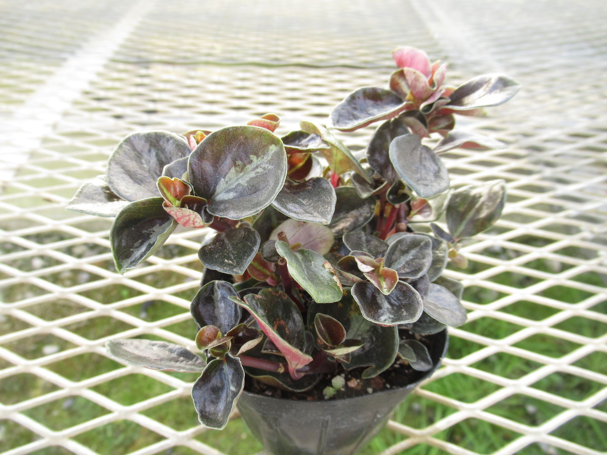 peperomia004