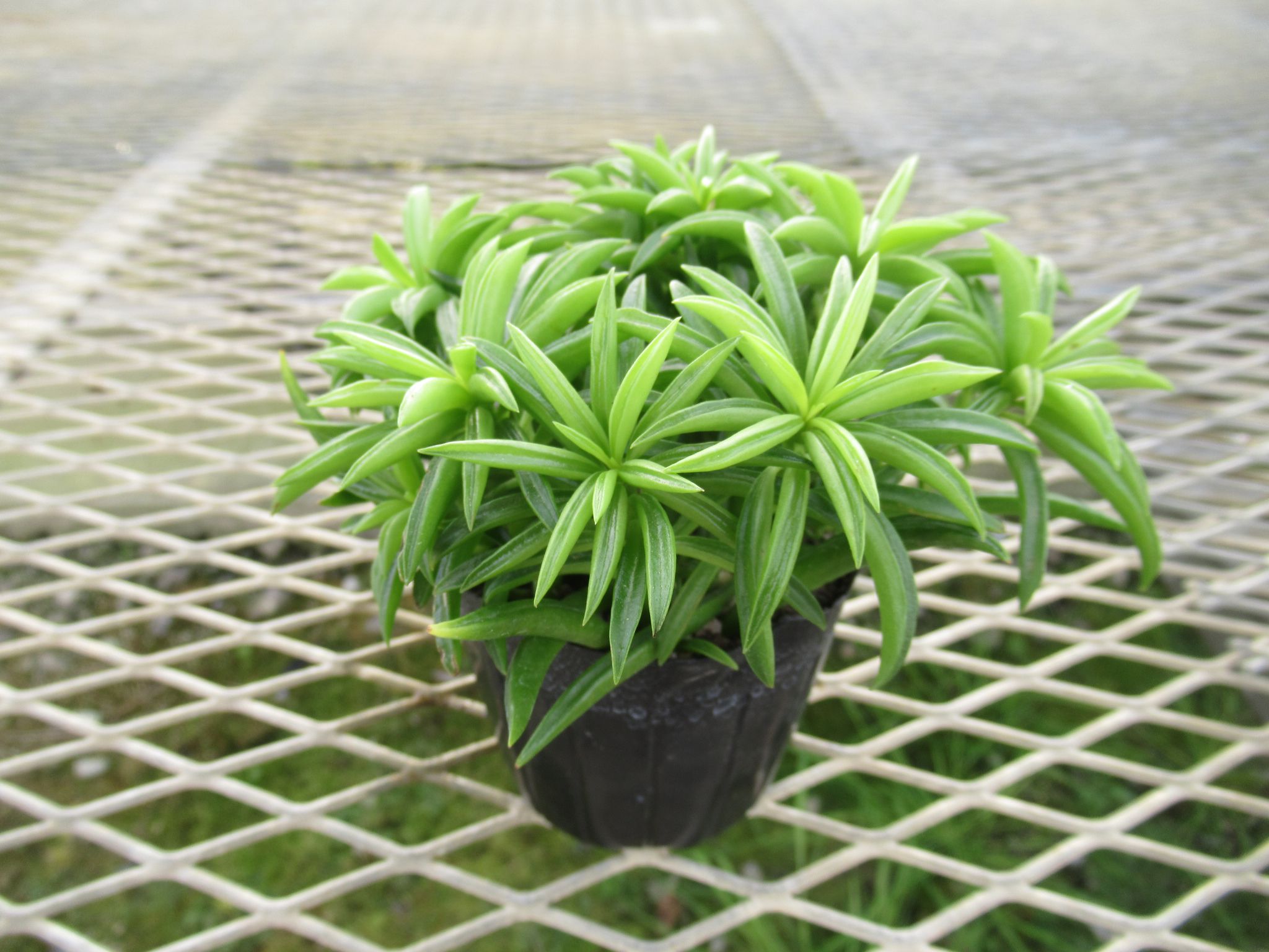 peperomia006
