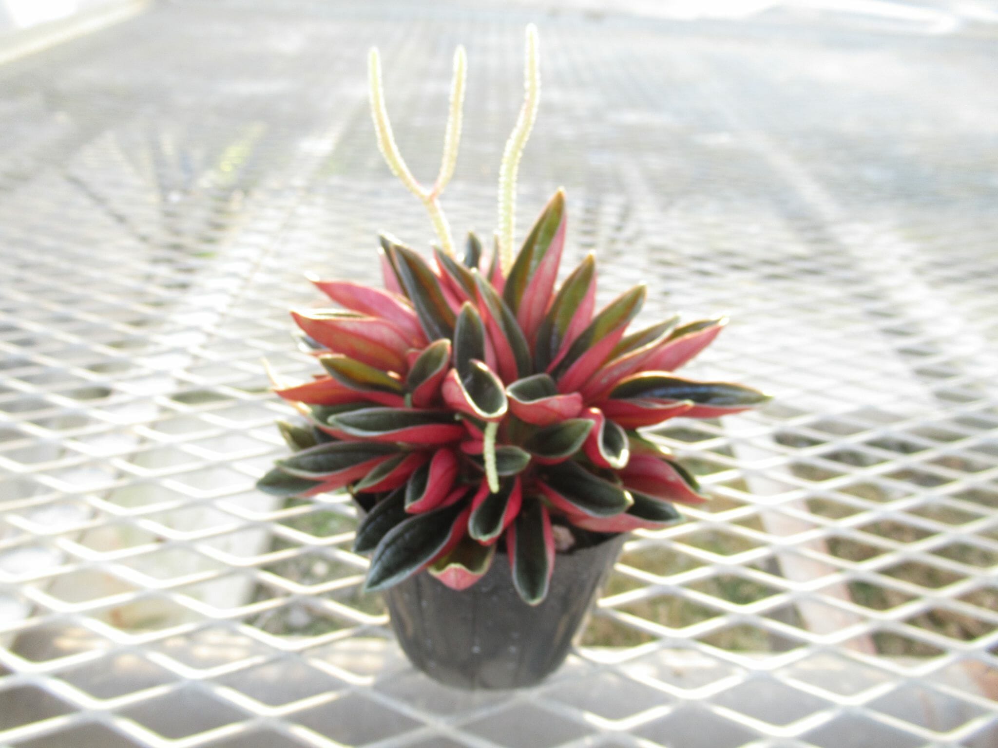 peperomia013