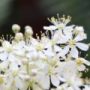 Filipendula001