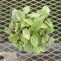 peperomia009
