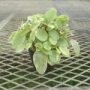 peperomia009
