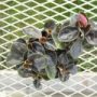 peperomia004
