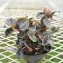 peperomia004