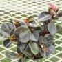 peperomia004