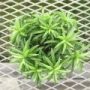 peperomia006