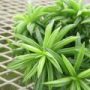 peperomia006