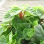 peperomia007