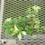 peperomia010