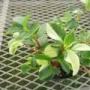 peperomia010