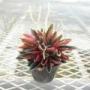 peperomia013