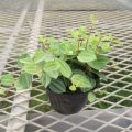 peperomia002