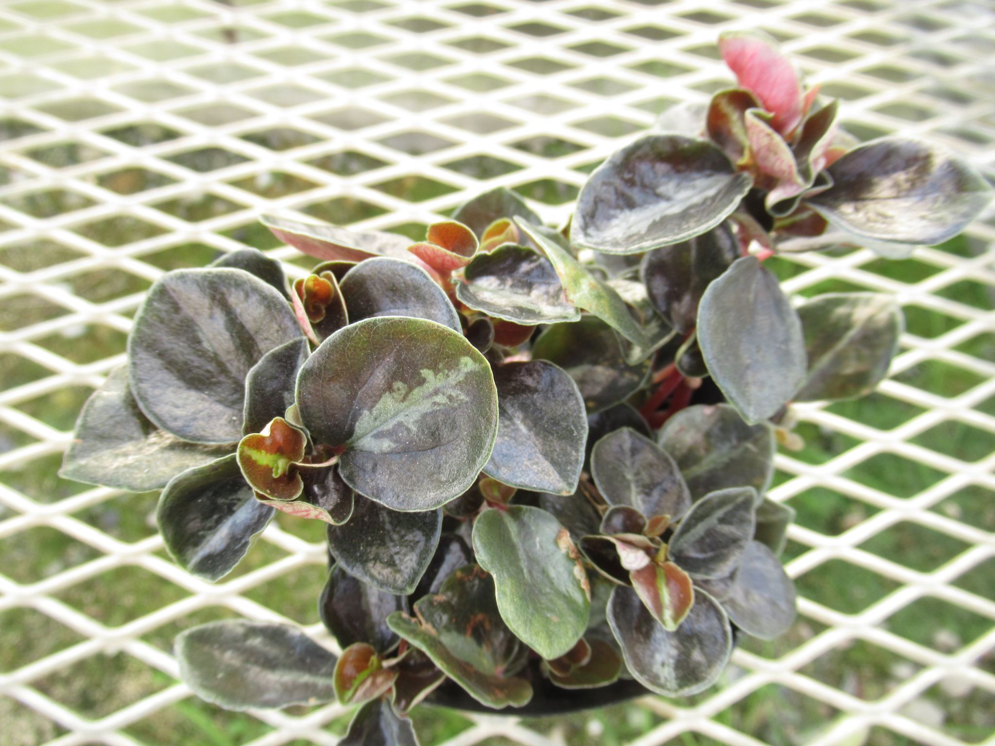 peperomia004