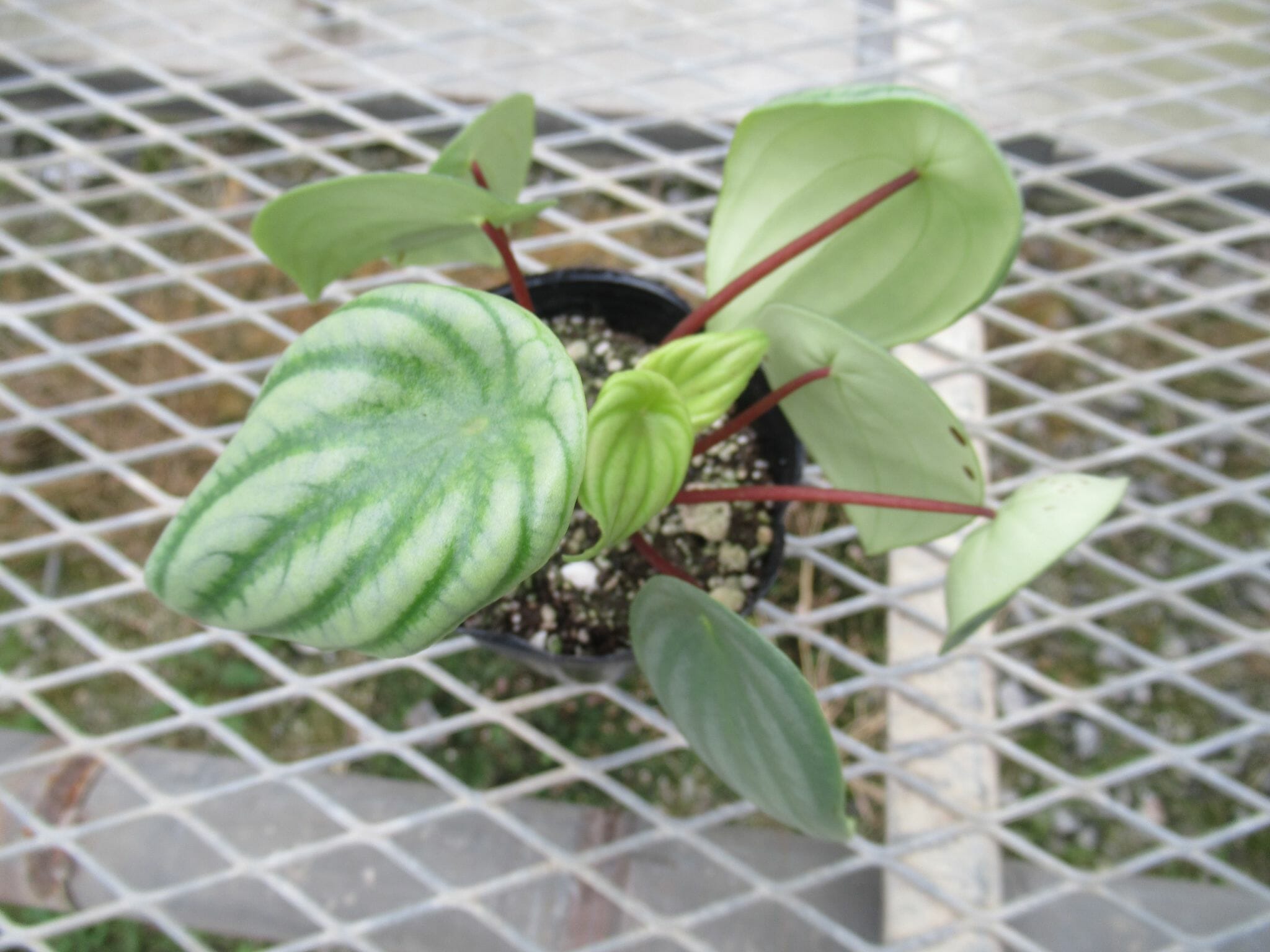 peperomia011