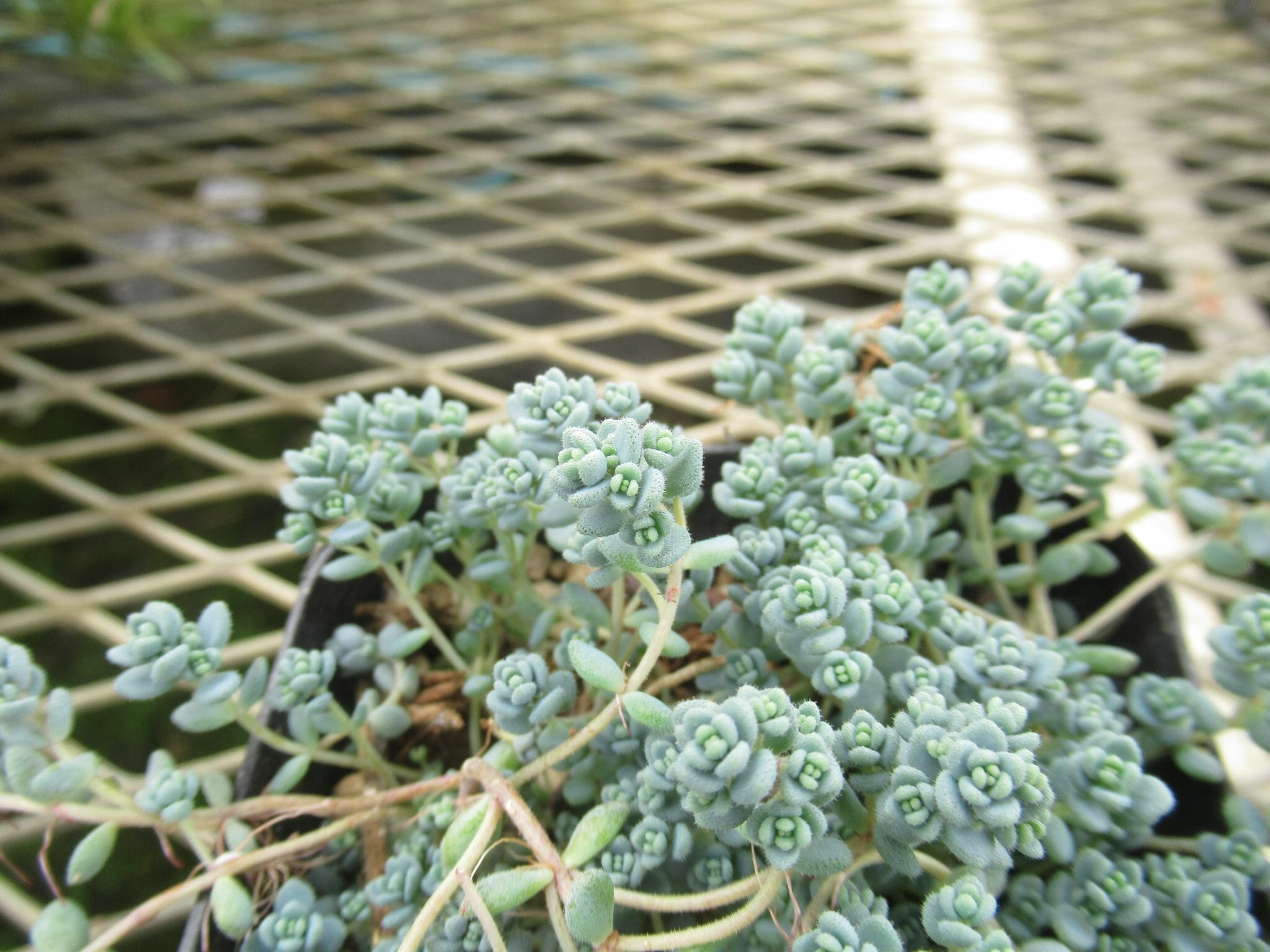sedum003