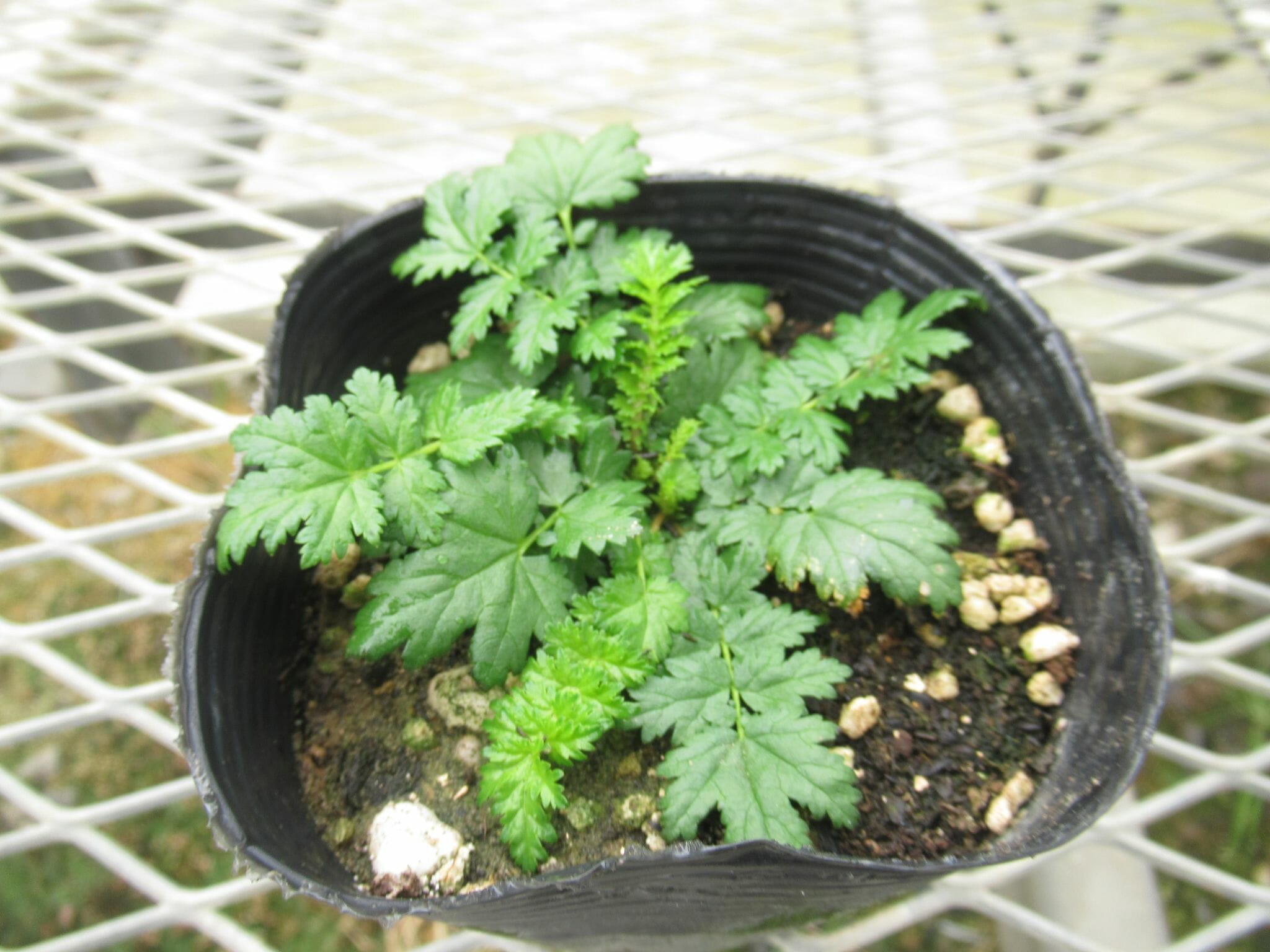 Filipendula001