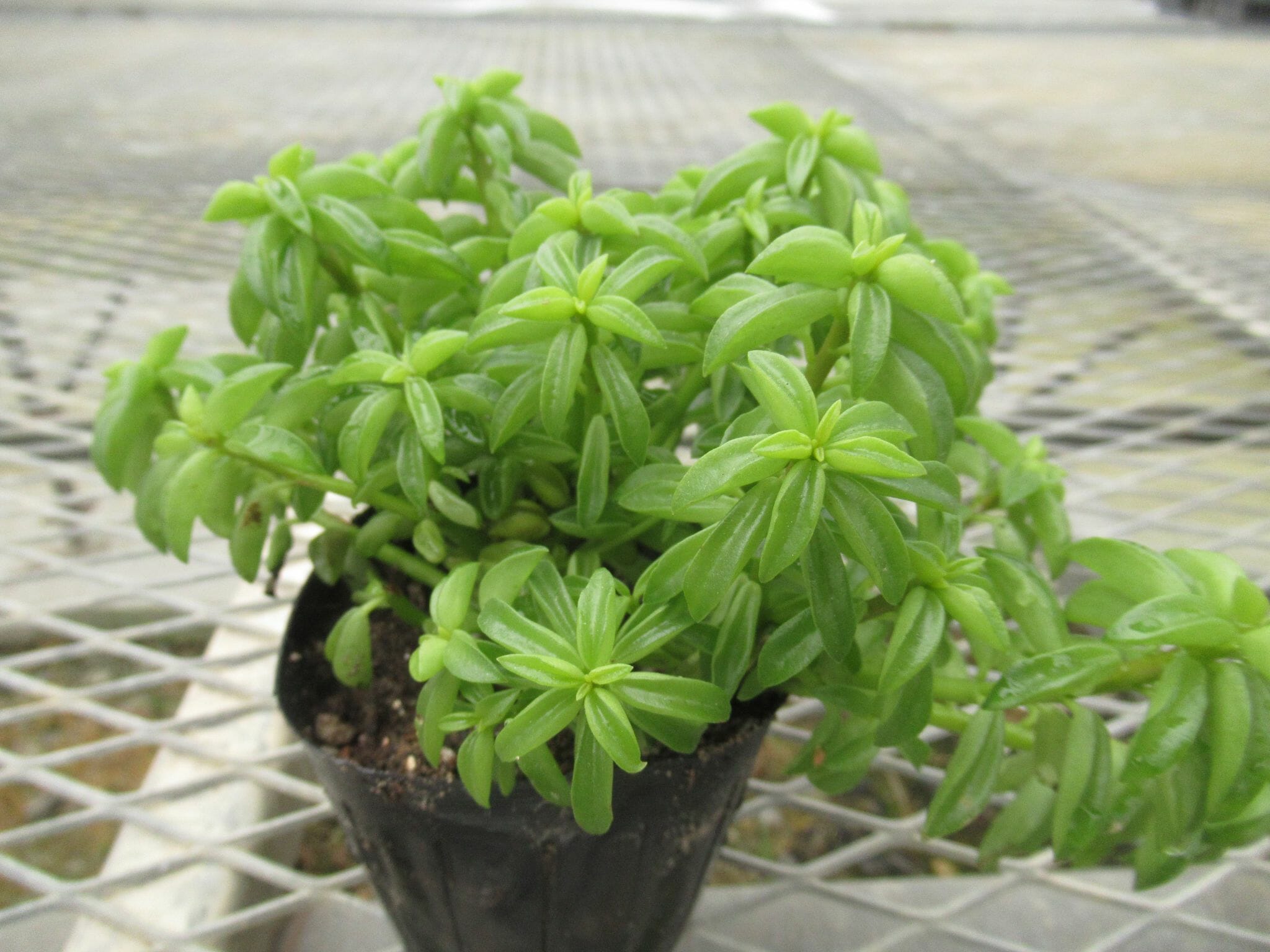 peperomia012