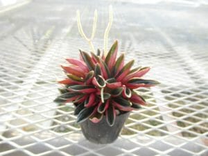 ペペロミア ロッソ カール の苗を販売しています。