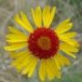 gaillardia001