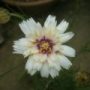 catananche002
