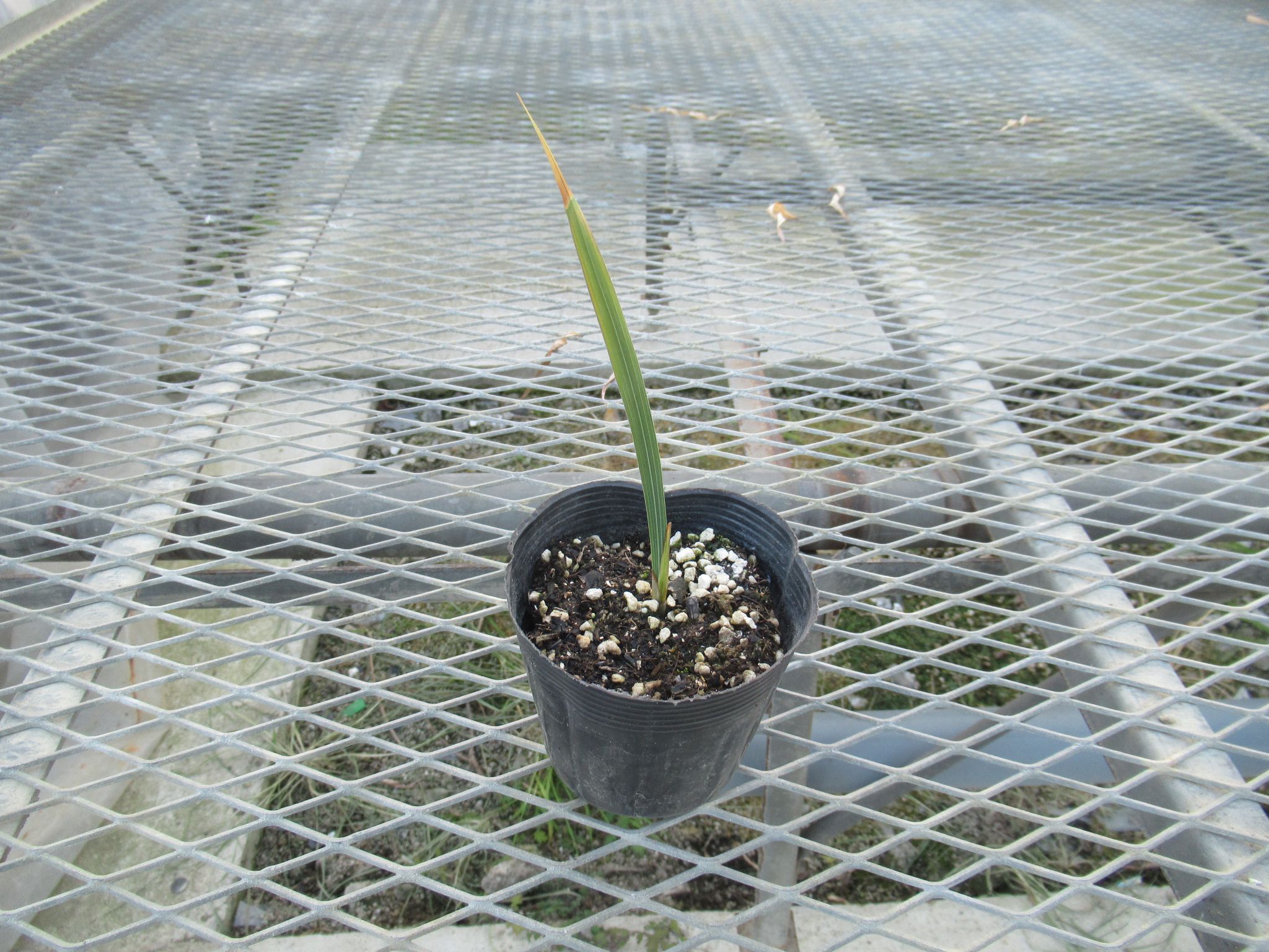 ixia001
