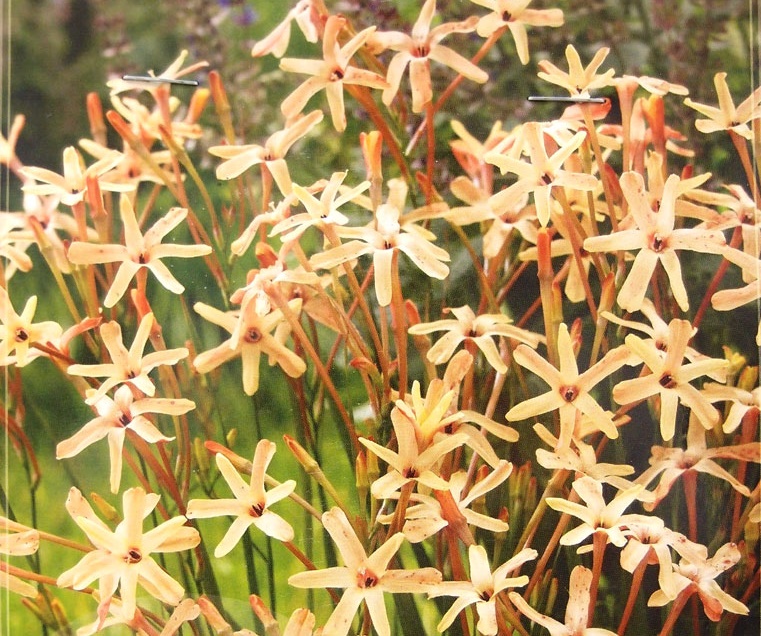 ixia001