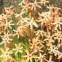 ixia001